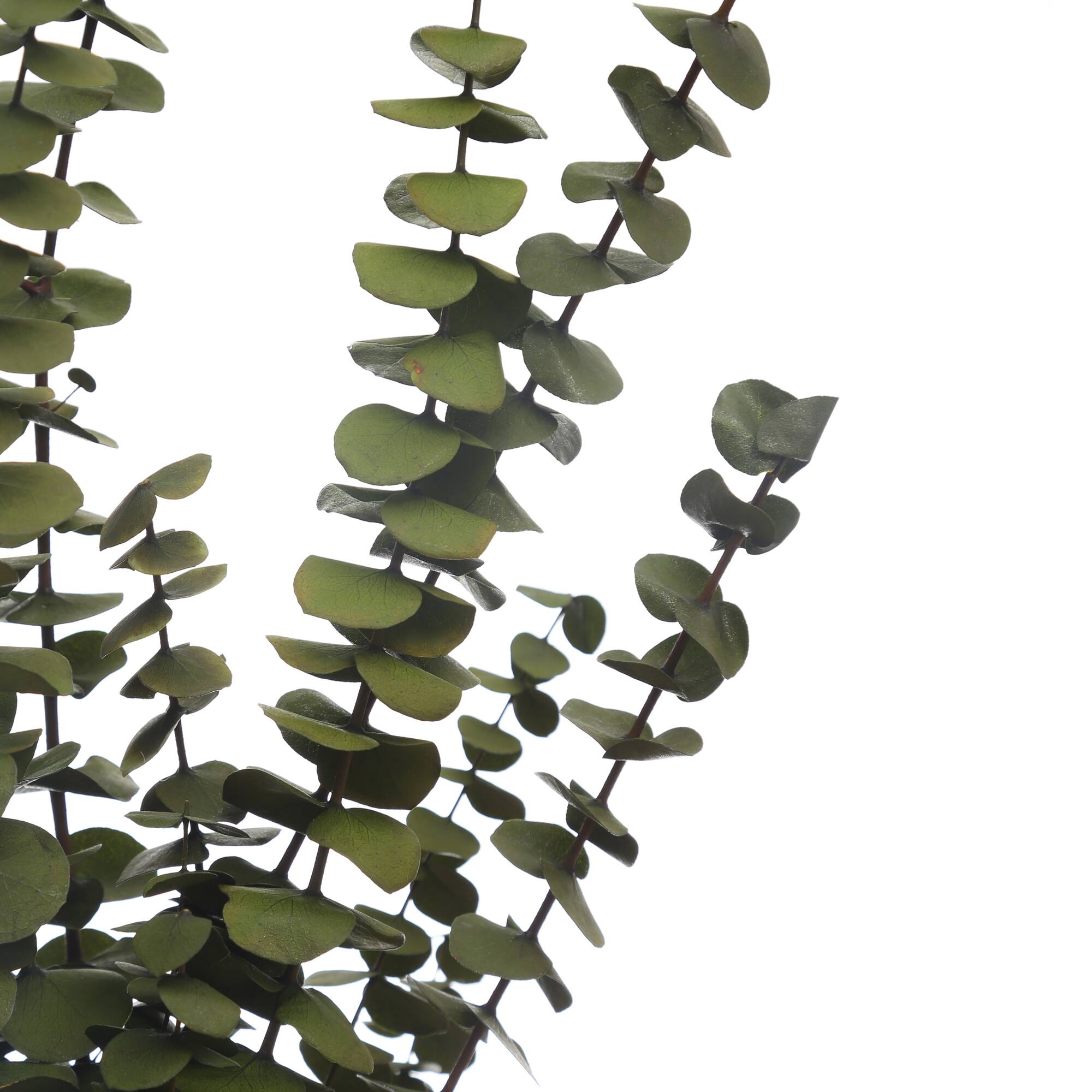 Kelly Green Dried Eucalyptus Bundle by Ashland®